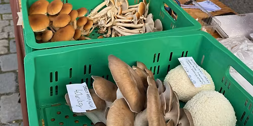 Prosincov\u00e9 Medl\u00e1neck\u00e9 farm\u00e1\u0159sk\u00e9 trhy