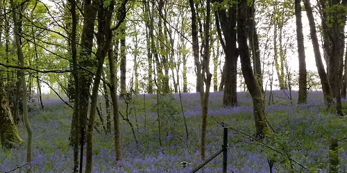 Spring Forest Bathing