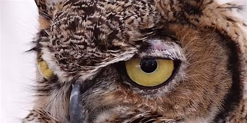 Owl Prowl at Alum Rock Park