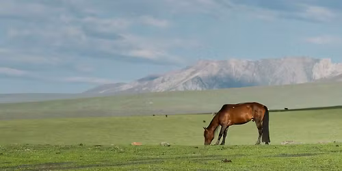 \u30e2\u30f3\u30b4\u30eb\u5927\u8349\u539f \u30a2\u30cb\u30df\u30ba\u30e0\u30fb\u30ea\u30c8\u30ea\u30fc\u30c8 \u2015 \u99ac\u3068\u5927\u5730\u306e\u8a18\u61b6\u3092\u305f\u3069\u308b \u201c\u539f\u70b9\u56de\u5e30\u306e\u65c5\u201d \u2015 8\/1(\u571f)\u301c8\/6(\u6728)\uff5c6\u65e5\u9593\uff5c