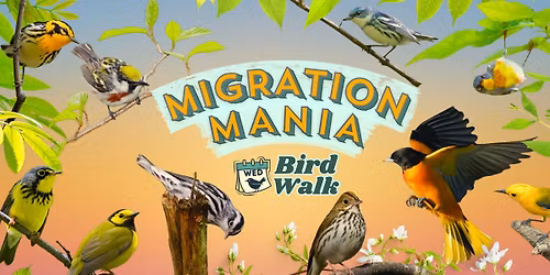 Wed. Bird Walk: Migration Mania