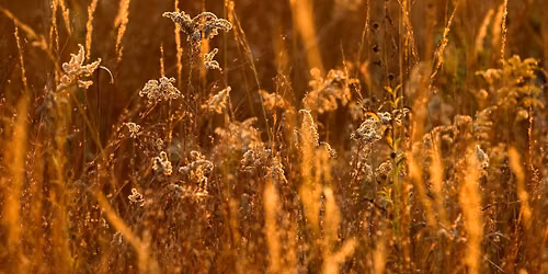 Prairie in Your Pocket