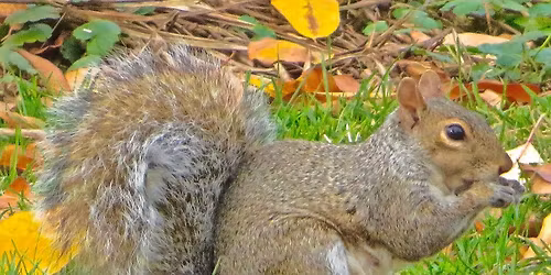 Autumn Nature Walk at The Mount