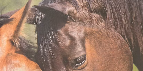 Een dag systemisch werk met paarden !