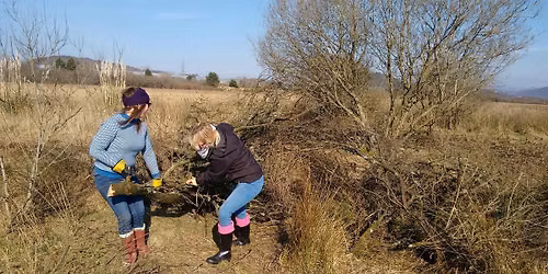 Crymlyn Burrows Conservation Session