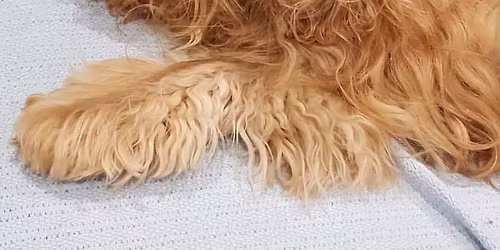 The Annual Cocker Christmas Play-date - Mornington