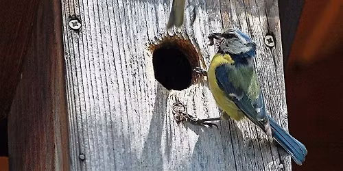 Wooden bird box building at Ryton Pools Country Park