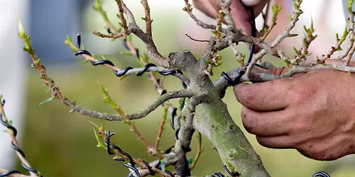 Bonsai Club- Tiny Trees, Big Joy