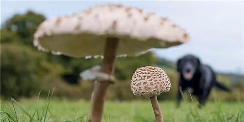 Fungi Foray - Riddlesdown