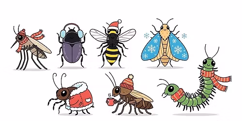 Insects in Winter 