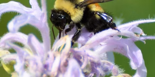 Adult Learning Series: Bumble Bee