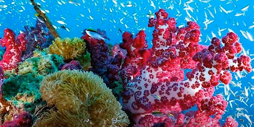 Flow For The Reef with YogaSix North McKinney