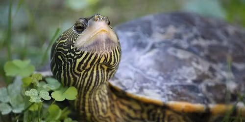 Behind the Scenes: Turtles