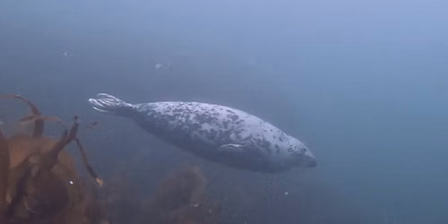 Farnes dive with seals (3 days)