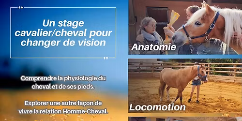 Stage de particuliers en podologie \u00e9quine, locomotion et entretien