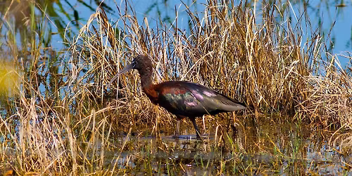 FIELD TRIP: T.M. Goodwin WMA Birding By Bicycle