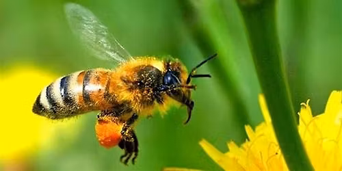 Introduction to Beekeeping