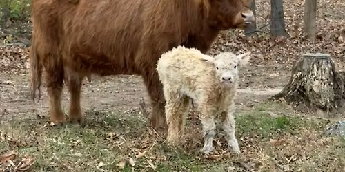 Highland Cow Meet and Greet