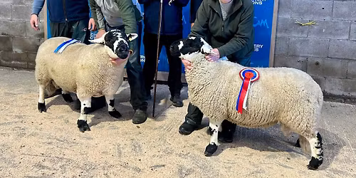 Annual Sale of Registered Derbyshire Gritstone Rams and Females 