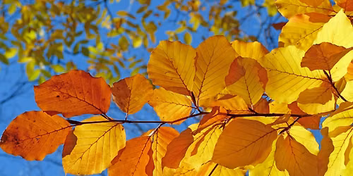 Autumn on the Avenue 