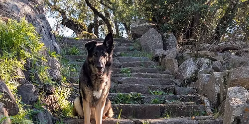 Tuesday after work hike returns - Pogonip fire road!