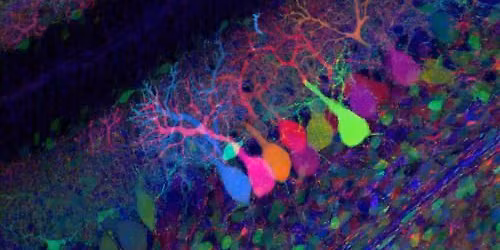 Annual Conference of the Central & Western MA SfN Chapter