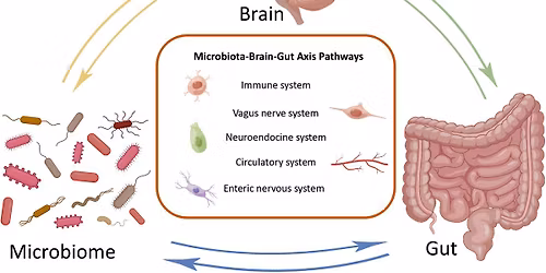 Gut Health & Immune Function Workshop