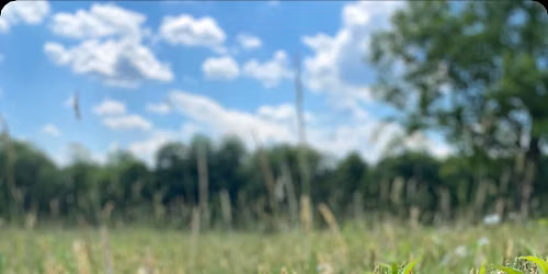 Lunch and Learn: Alternative Lawns - Part Two