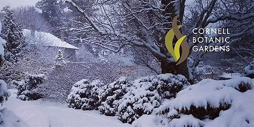 Plants and the Winter Solstice