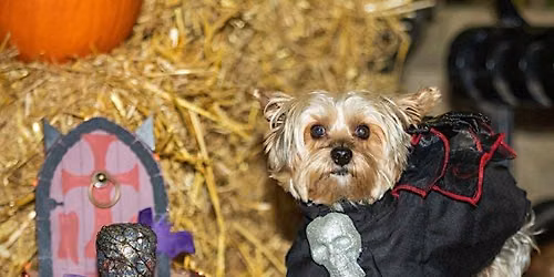 6th Annual Halloween Dog Costume Contest and Cupcake Truck