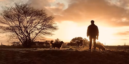 The Wanderer  in Utrecht