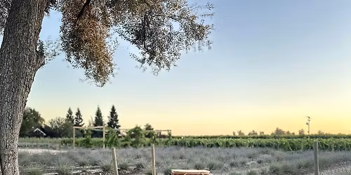 Sunset Lavender Bring Your Own Picnic