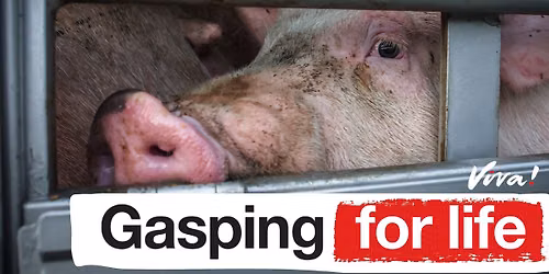 Gasping for Life | London Viva! Vegan Outreach