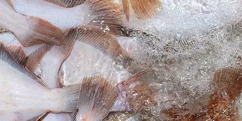 Sea State: Adapting Fisheries & Seafood
