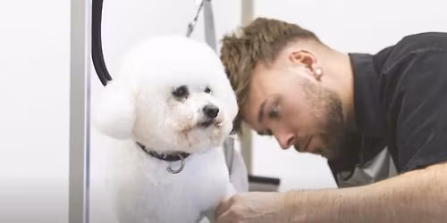 FurReal family fun walk 