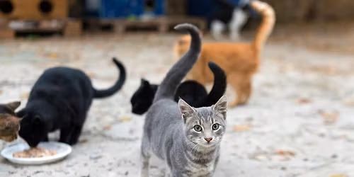 Community Cat Colony Care Day