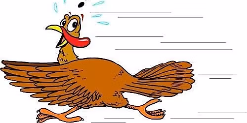 Peregrine Turkey Trot 2025