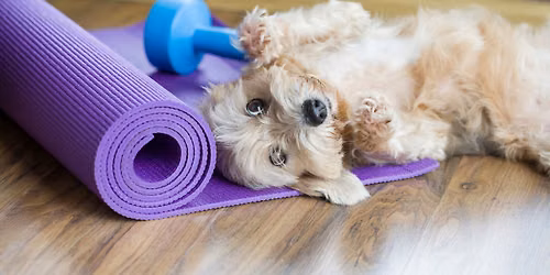 Yoga for the Underdog