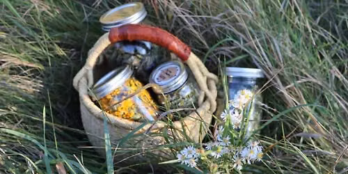 Sweet Immunity Herb Walk
