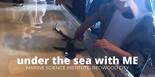 under the sea with ME - Surprising Sharks