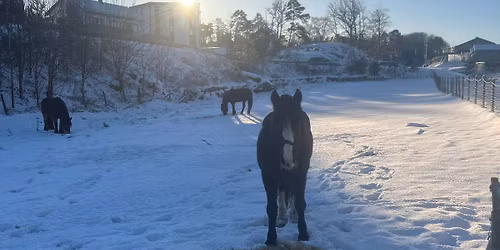 Juledag p\u00e5 g\u00e5rden