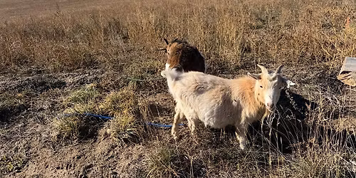 Walk with mini goats!