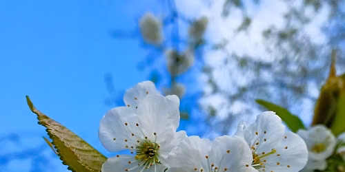 North East Festival of Blossom 2026: Art and photography student exhibition