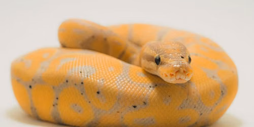 Snake Party