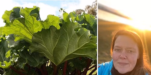 Fr\u00f3\u00f0leikskaffi | Rabarbara rabb