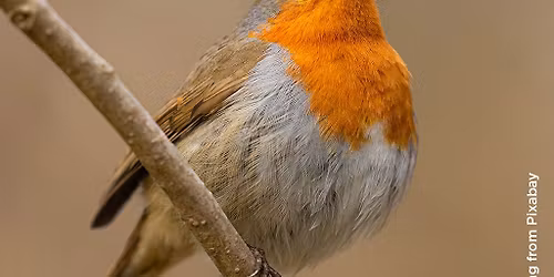 Robin - Acrylic Painting Workshop, Walton on the Naze