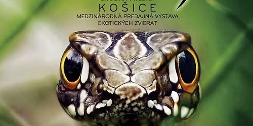 AkvaTera Ko\u0161ice - Divo\u010dina v meste