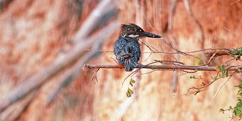 \u201cThe Gambia\u201d by Ashley Grove