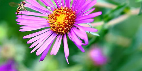 Eco-Mindfulness and Sweetgrass - Monthly 3-Part Series Summer 2026