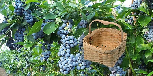 New Date: Weave a Cape Cod Berry Basket Workshop